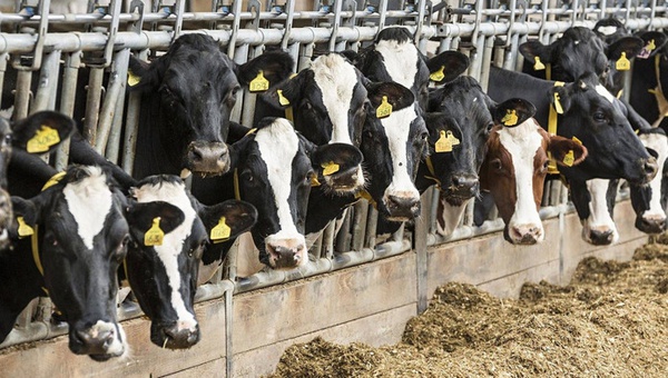 Учёные НИУ «БелГУ» намерены реализовать импортозамещающий проект в области молочного животноводства
