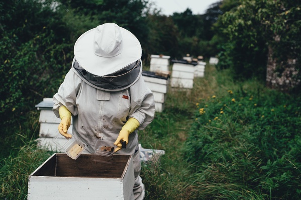 Минсельхоз поддержал создание пчеловодческих кооперативов во всех регионах России